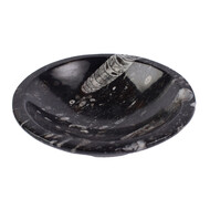 Accessorio con Orthoceras