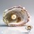 Anello in argento con Conchiglia (TPC)