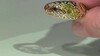 Zilveren ring met een I2 Gele Diamant (Ornaments by de Melo)
