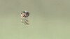Gemme et Morganite de Madagascar 0,148 ct