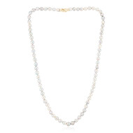 Platin-Akoya-Perlen-Goldcollier (TPC)
