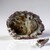 Anello in argento con Conchiglia (TPC)