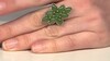 Anillo en plata con Jade canadiense