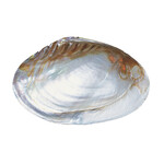 Accessorio con Madreperla (Bali Barong)