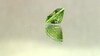Péridot 2,09 ct
