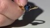 Anillo en plata con Zafiro estrella azul