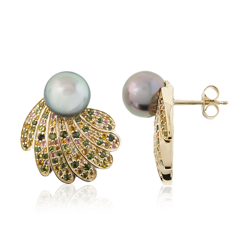 Introduzione Della Conchiglia E Della Madreperla - 6 Tipi Di