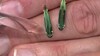 Pendientes en oro con Turmalina verde de Brasil (de Melo Gold)