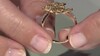 Gouden ring met SI2 Fancy Diamanten (CIRARI)