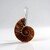 Ciondolo in argento con Ammonite