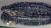 Collar en plata con Zafiro azul
