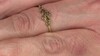 Gouden ring met I2 Champagne Diamanten (de Melo Gold)