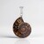 Ciondolo in argento con Ammonite (Bali Barong)