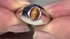 Zilveren ring met een tijgeroog