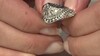 Bague en argent et Zircon (MONOSONO COLLECTION)