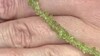 Collar en plata con Peridoto