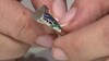 Anillo en plata con Labradorita (SAELOCANA)