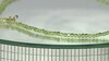 Collar en plata con Peridoto