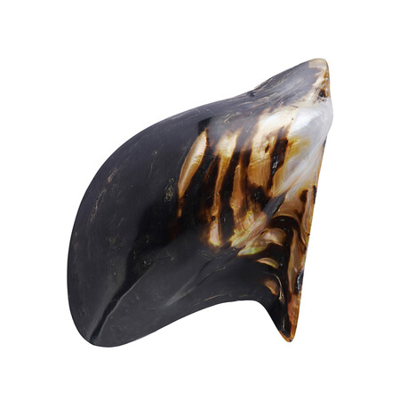 Abalone-Muschel (Bali Barong)