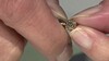 Gouden hanger met een I2 Bruine Diamant (SUHANA)