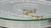 Set en plata con Topacio blanco